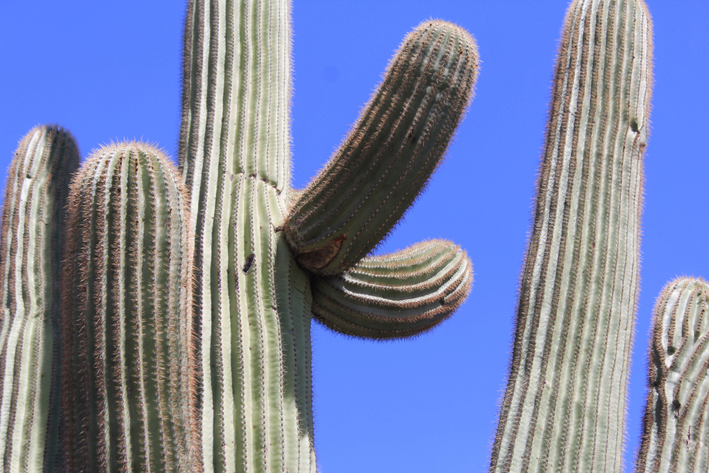 Saguaro and Tucson 142